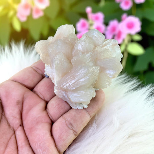 Stunning Natural Peach Stilbite Cluster – Lustrous Crystal Blades with Delicate Peach Glow